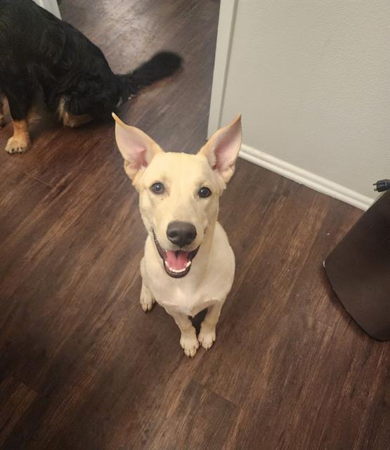 A736339, Adoptable, Young Male German Shepherd Dog & Husky.