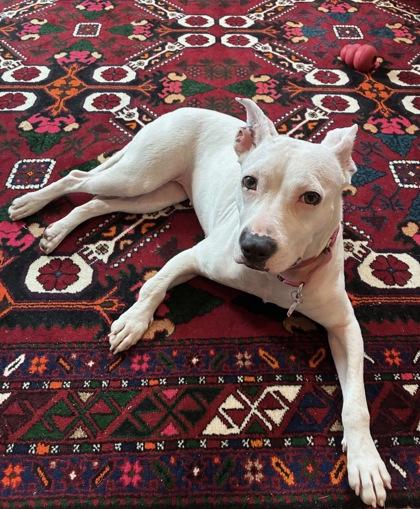 Enlarge Zinnia, a Adoptable mixed breed in Washington, DC image 3/3