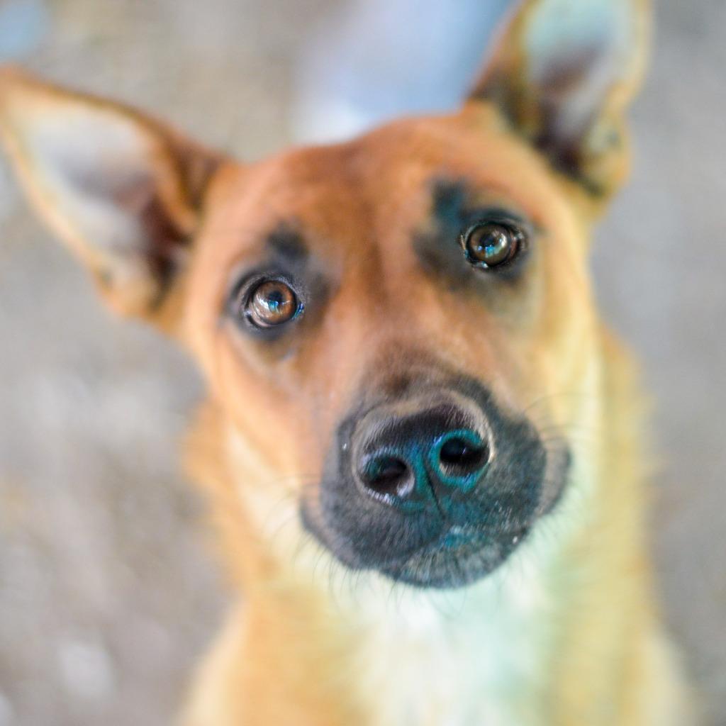 Pink, Adoptable, Adult Female Belgian Shepherd / Malinois.