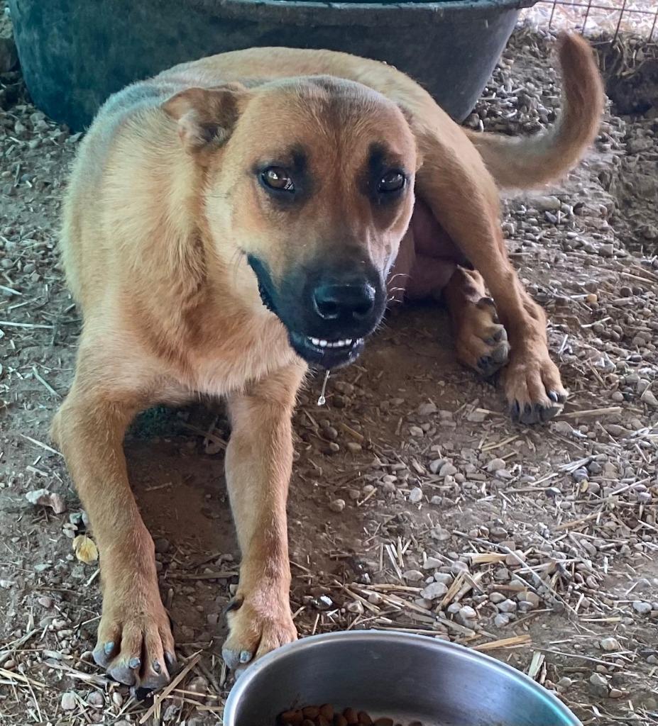 Enlarge Pink, a Adoptable Belgian Shepherd / Malinois in Quinlan, TX image 2/2