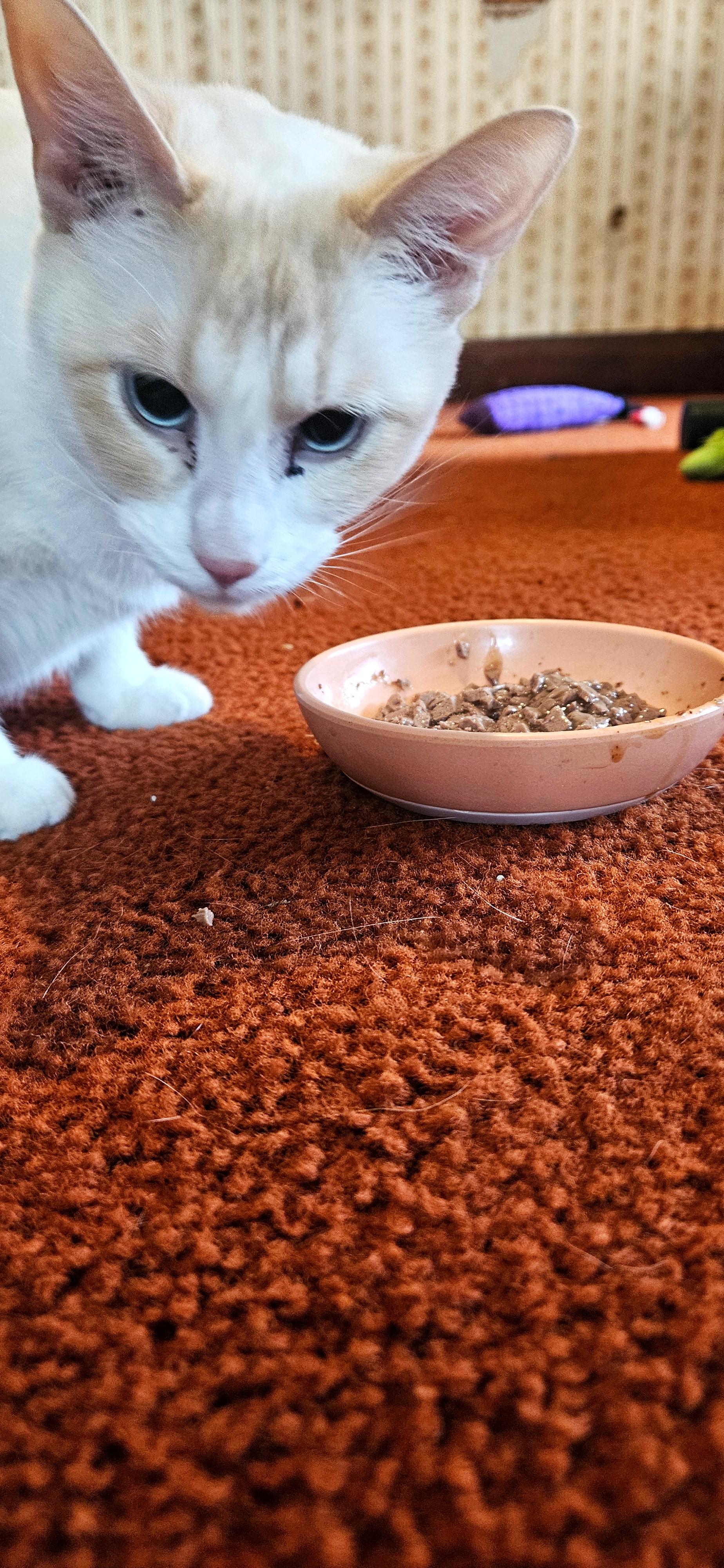 Enlarge Marshmallow -- (df), a Adoptable mixed breed in Council Bluffs, IA image 1/2