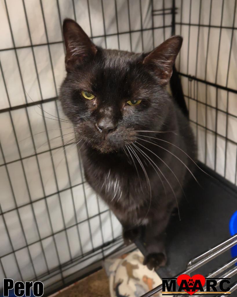 Pero, a Adoptable mixed breed in Maryville, TN image 3/4
