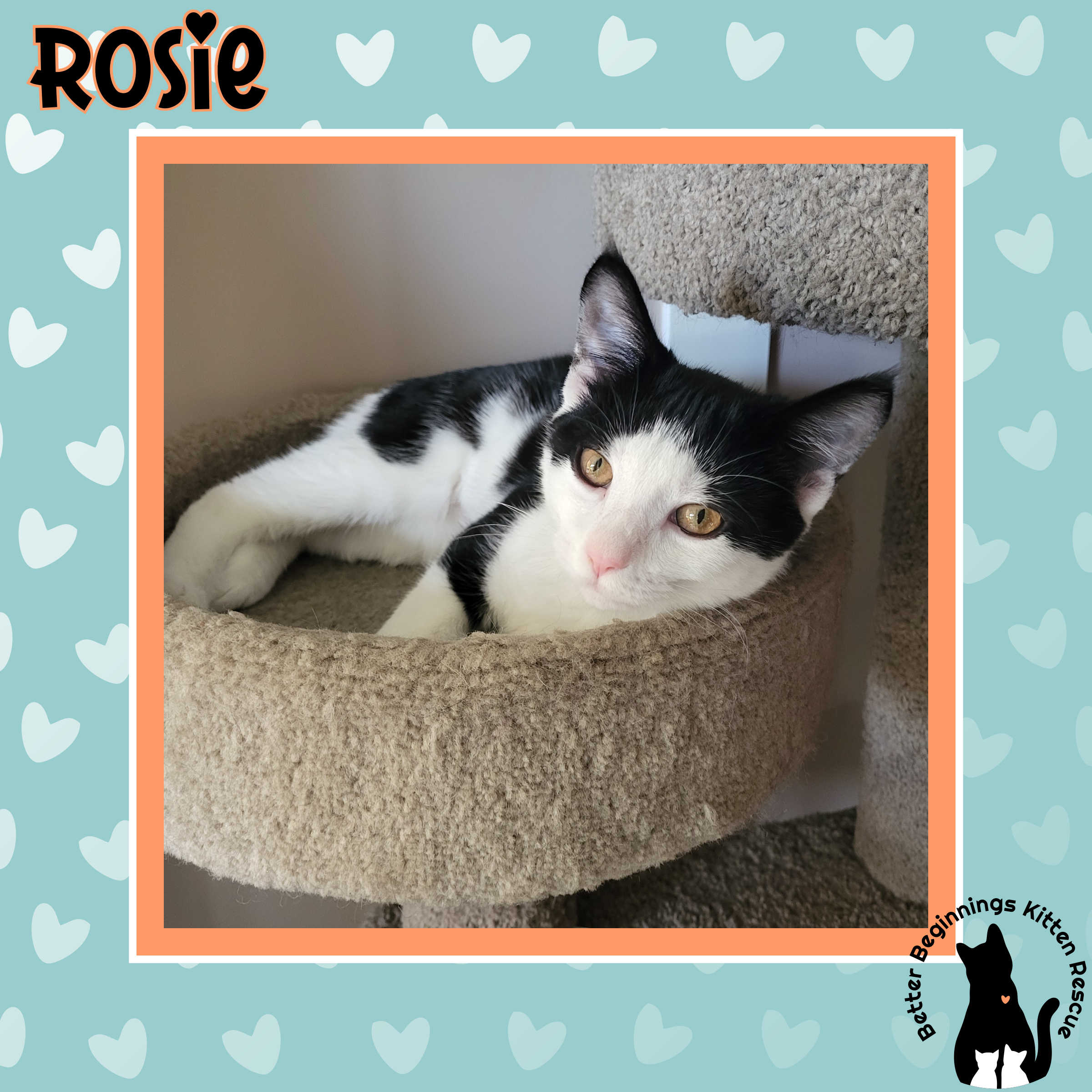 Enlarge Rosie, a Adopted Domestic Short Hair in Kamloops, BC image 1/4