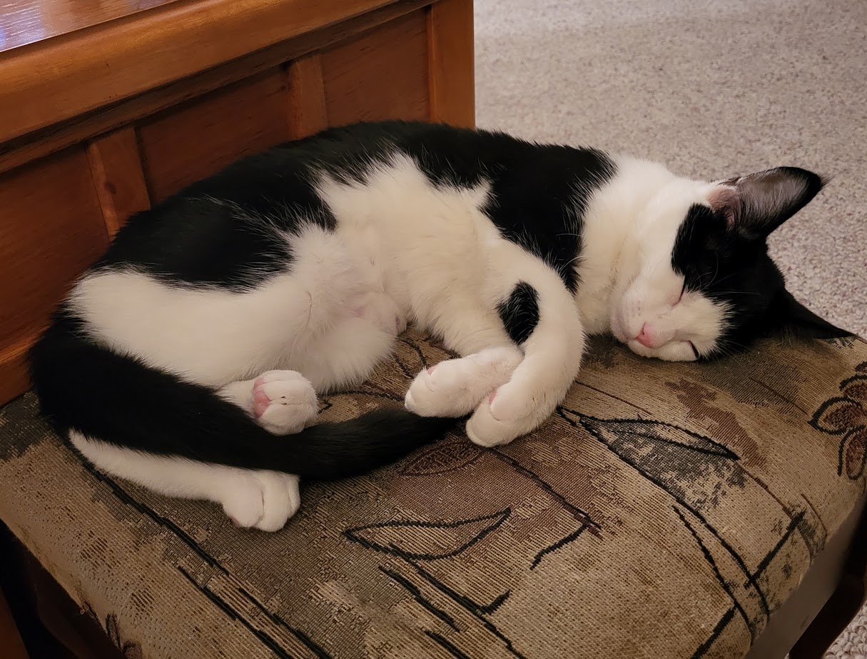 Enlarge Rosie, a Adopted Domestic Short Hair in Kamloops, BC image 2/4