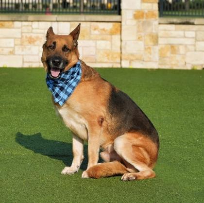 Enlarge Briji, a Adoptable mixed breed in North Richland Hills, TX image 1/3