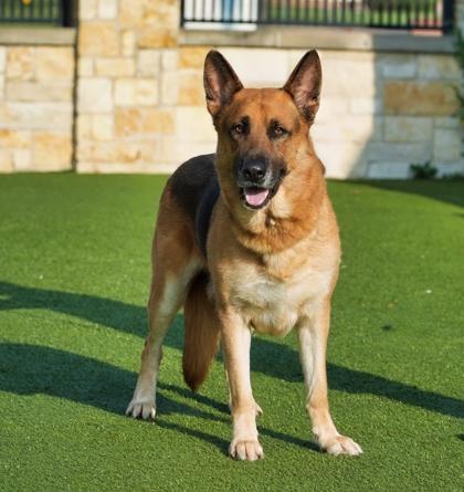 Enlarge Briji, a Adoptable mixed breed in North Richland Hills, TX image 2/3