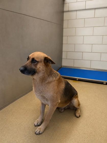 Enlarge Briji, a Adoptable mixed breed in North Richland Hills, TX image 1/1