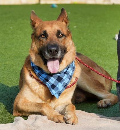 Enlarge Briji, a Adoptable mixed breed in North Richland Hills, TX image 3/3