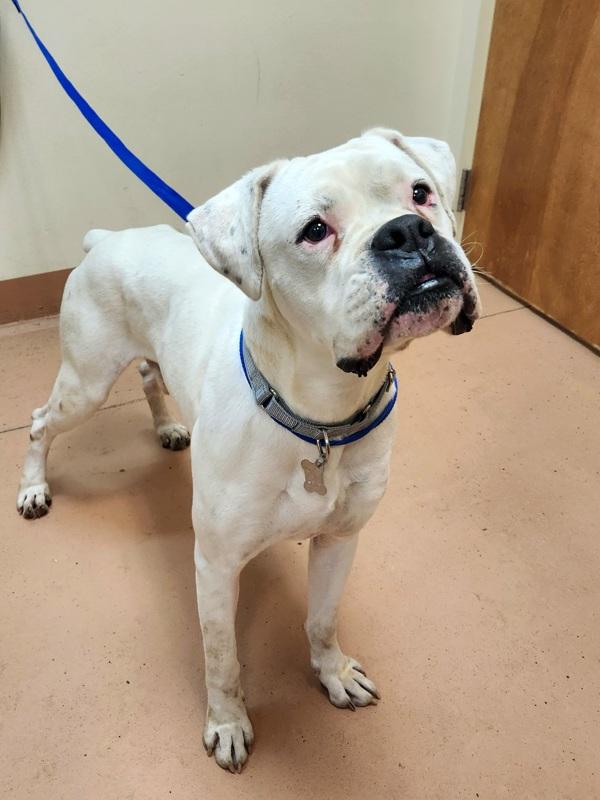 Reno, Adoptable, Adult Male Boxer.