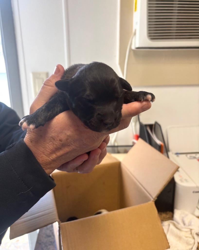 Enlarge Pebbles, a Adoptable mixed breed in Seven Points, TX image 1/1