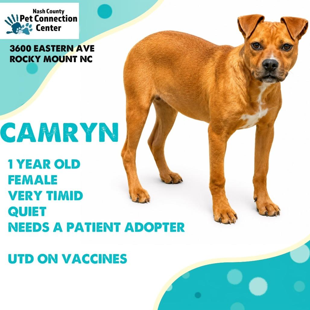 Enlarge CAMRYN  Available NOW - ADOPTION or RESCUE!, a Adoptable Mixed Breed in Nashville, NC image 1/1