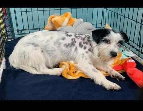 Enlarge Bow Wow, a ADOPTABLE mixed breed in Griswold, CT image 1/1