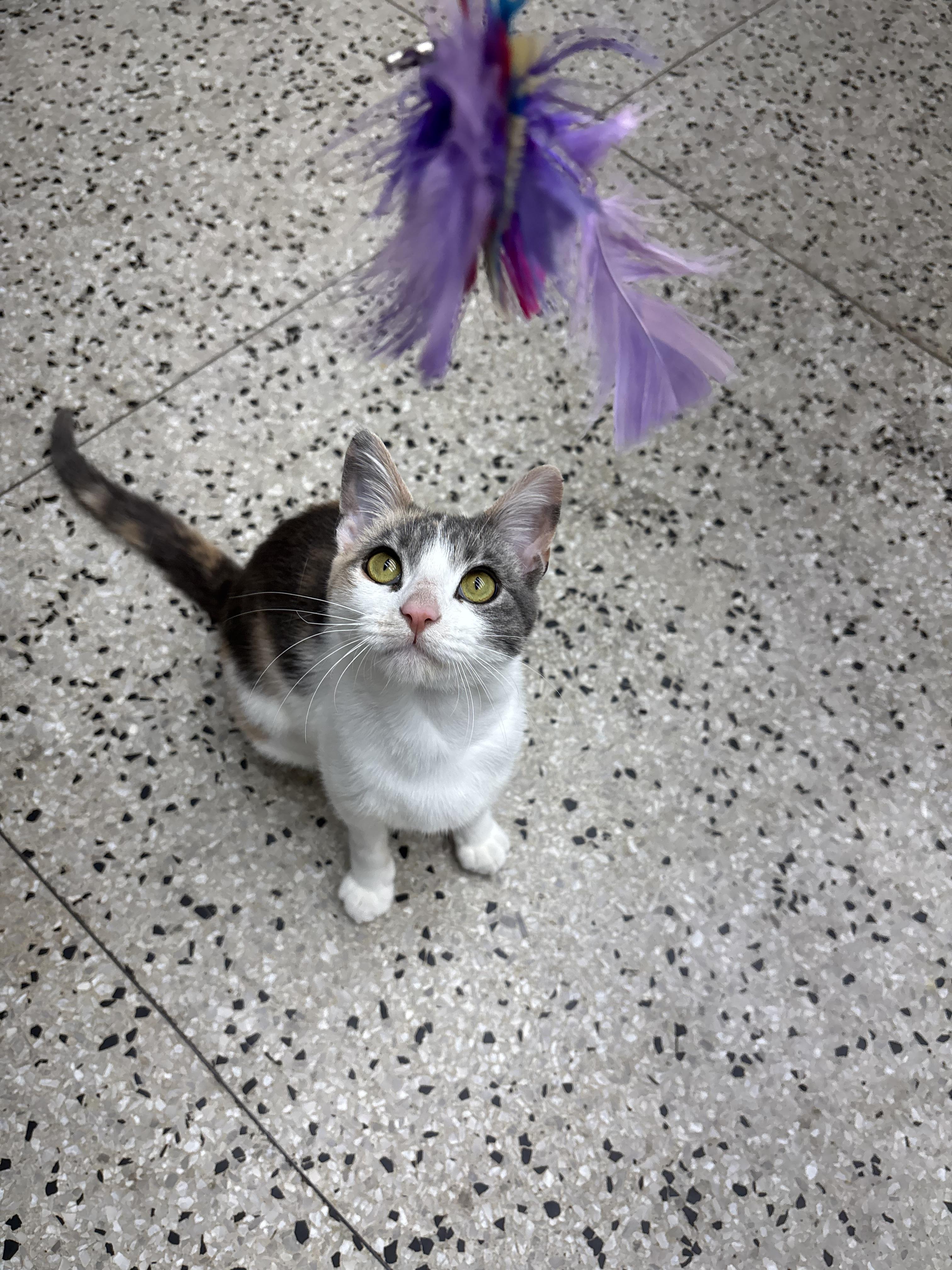 Mary Jane, an adopted Domestic Short Hair in Columbus, OH image 3/5
