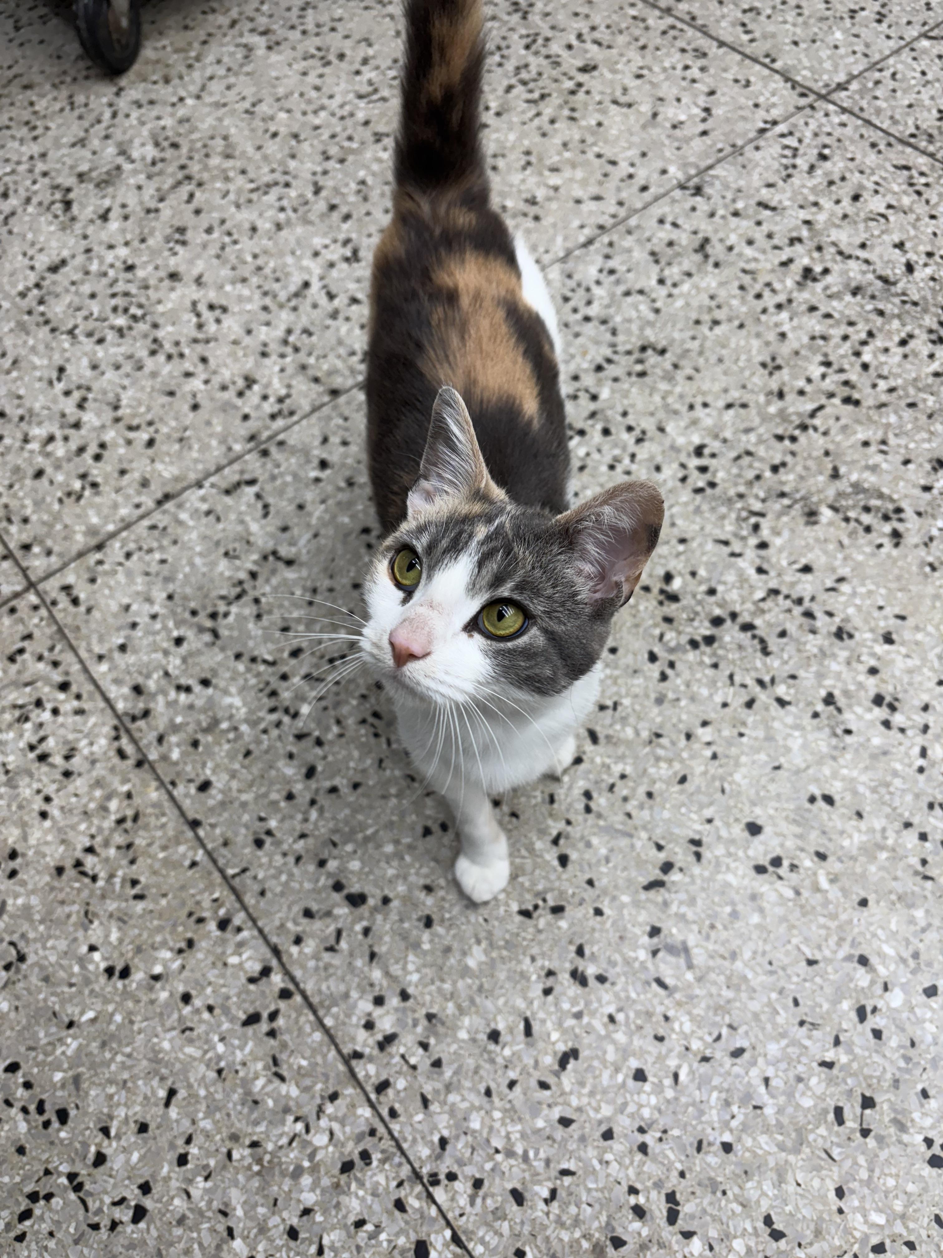 Mary Jane, an adopted Domestic Short Hair in Columbus, OH image 1/5