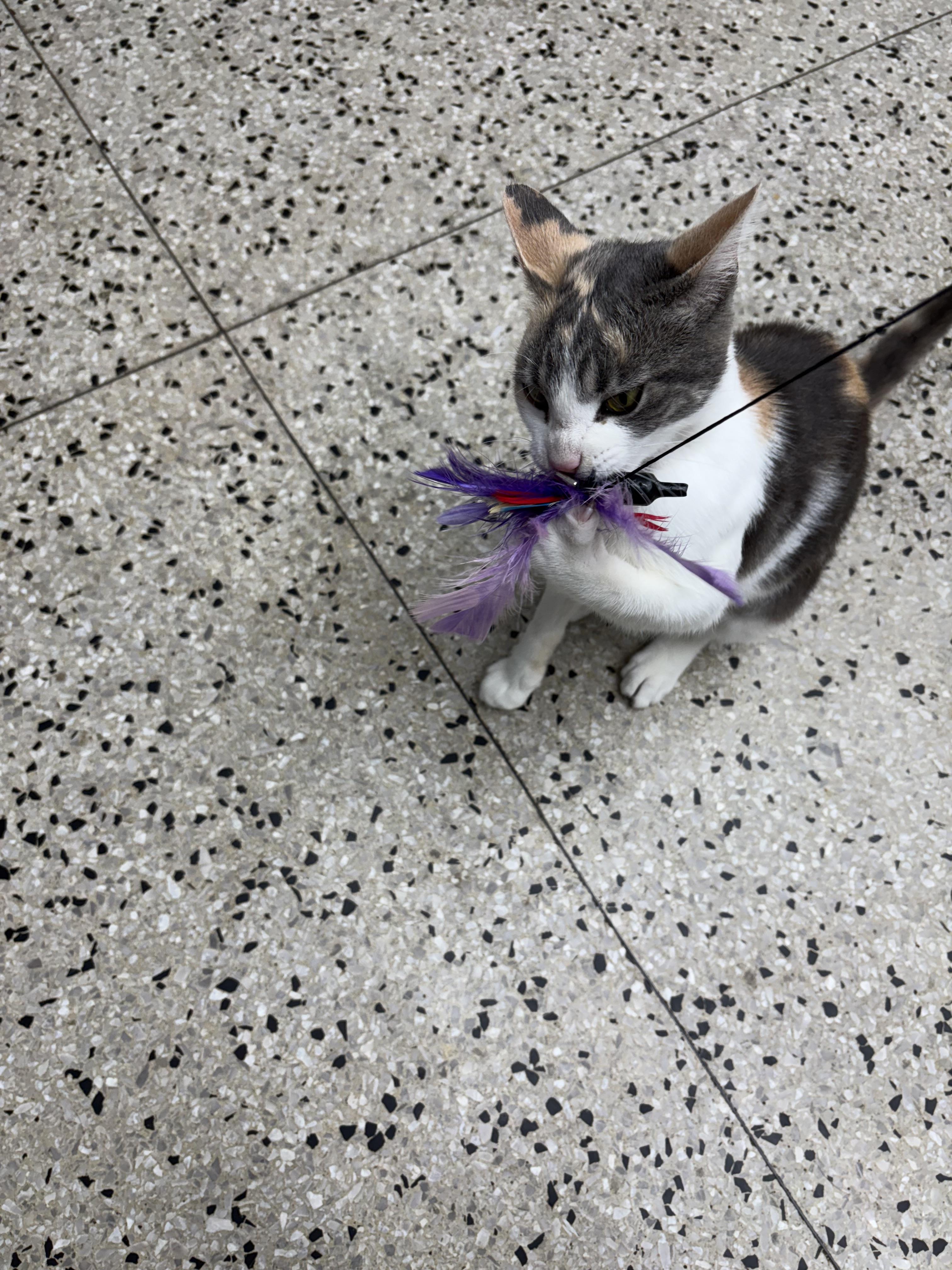 Mary Jane, an adopted Domestic Short Hair in Columbus, OH image 2/5