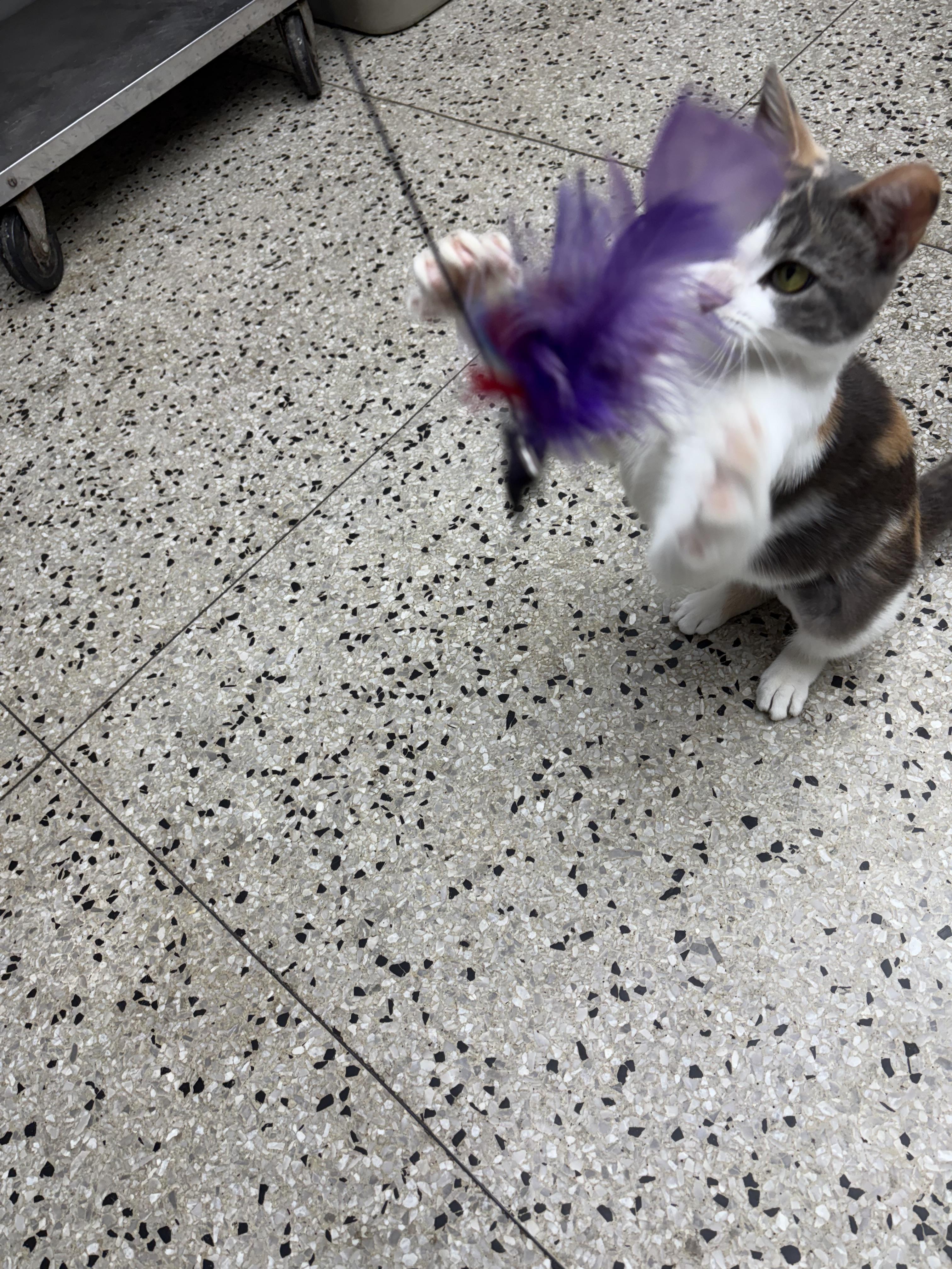 Mary Jane, an adopted Domestic Short Hair in Columbus, OH image 5/5