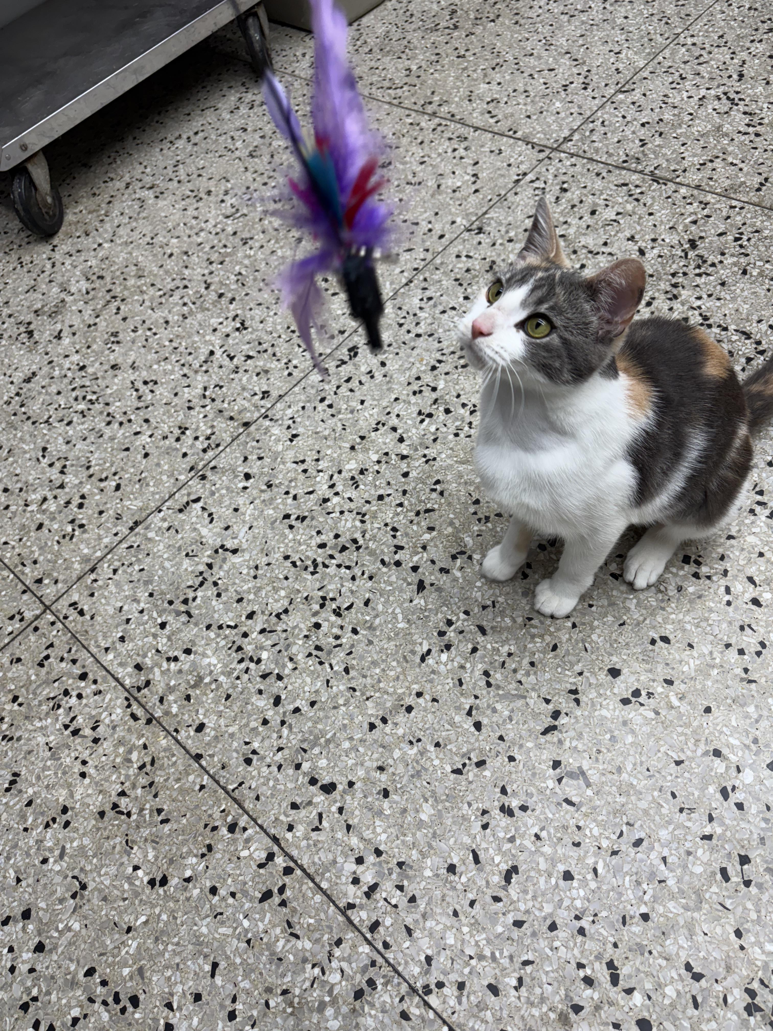 Mary Jane, an adopted Domestic Short Hair in Columbus, OH image 4/5