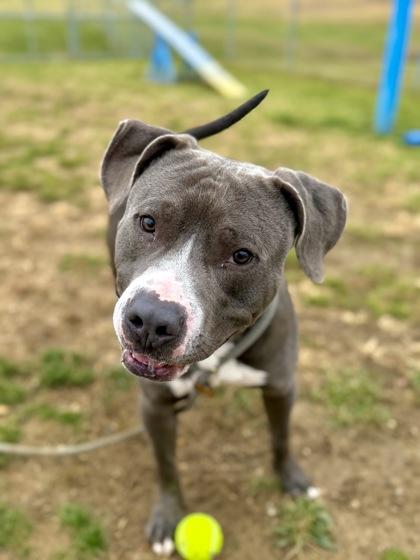 Boris, Adoptable, Adult Male Mixed Breed & Mixed Breed.