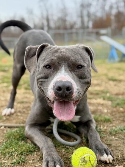 Enlarge Boris, a Adoptable Mixed Breed in Fallston, MD image 3/3