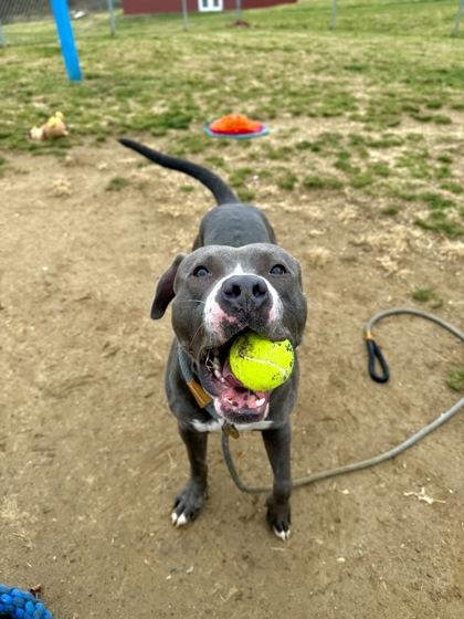 Enlarge Boris, a Adoptable Mixed Breed in Fallston, MD image 3/3