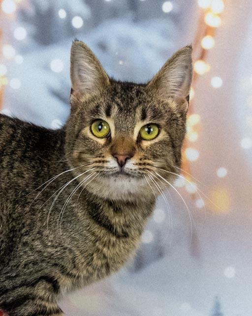 Morgan — thumbnail 2