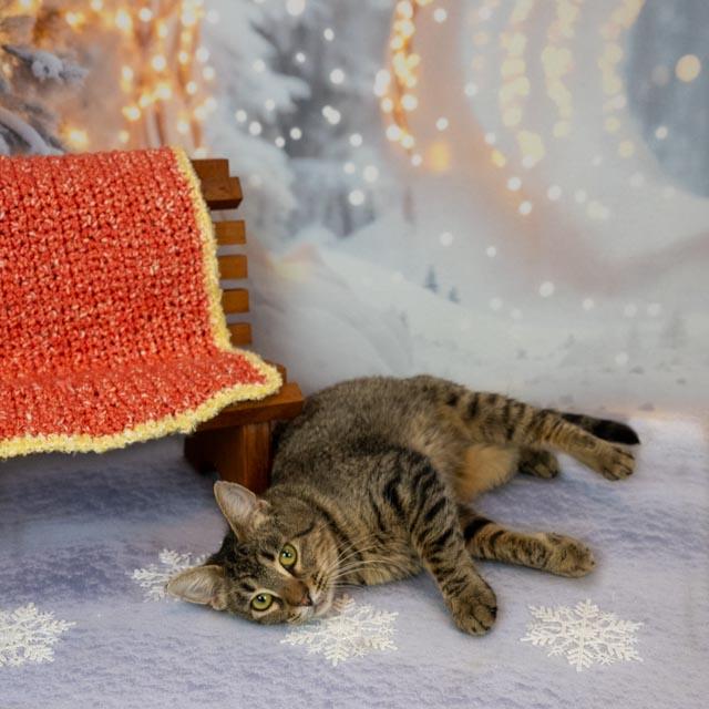 Morgan — thumbnail 3