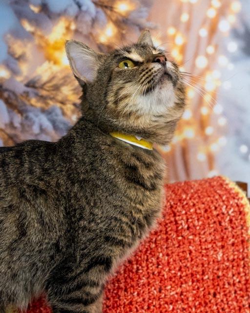 Morgan — thumbnail 4