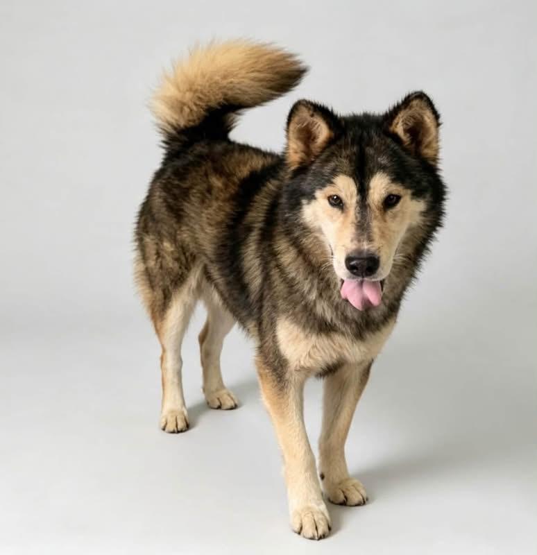 Enlarge Marvin, a Adoptable mixed breed in Loveland, CO image 5/6