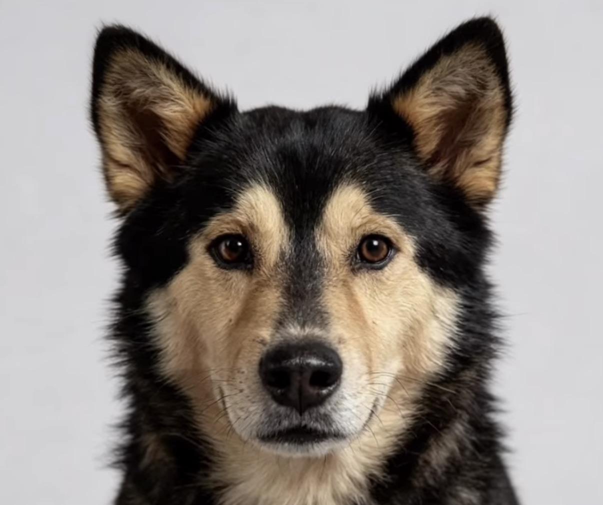 Enlarge Marvin, a Adoptable mixed breed in Loveland, CO image 4/6