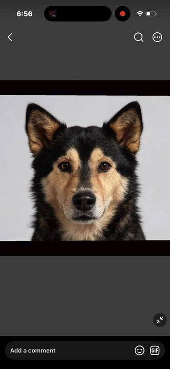 Enlarge Marvin, a Adoptable mixed breed in Loveland, CO video 6/6