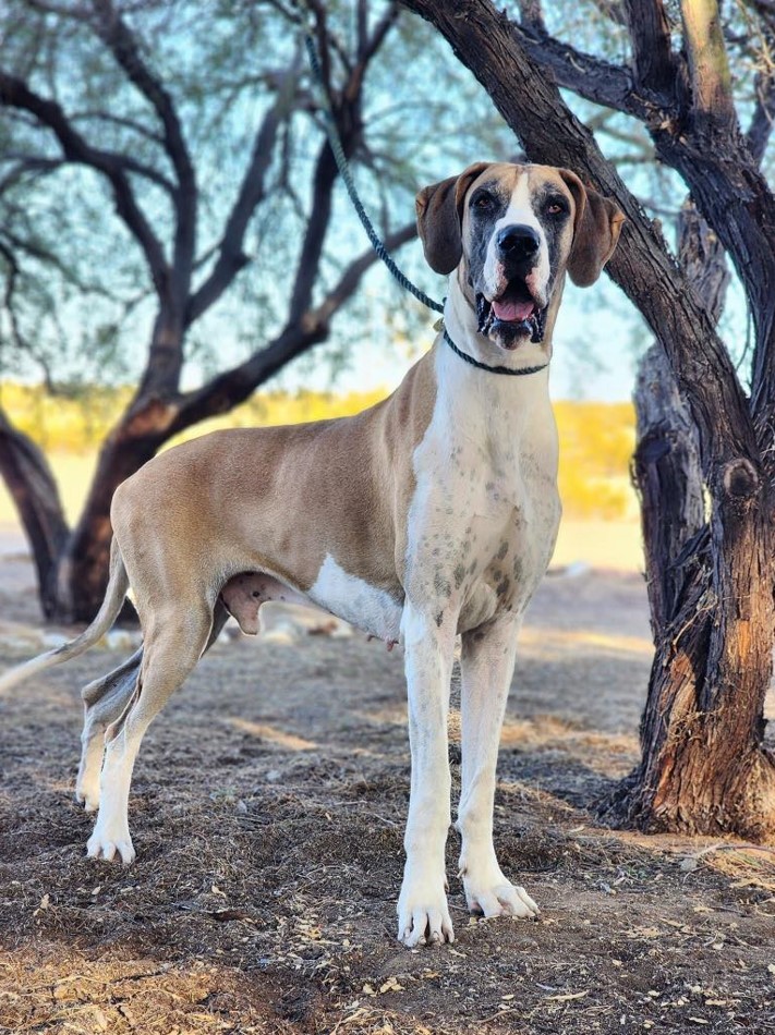 Marty, Young Male Great Dane