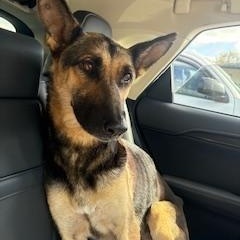 Bailey Kay - Super Smart, Affectionate and Great with Dogs