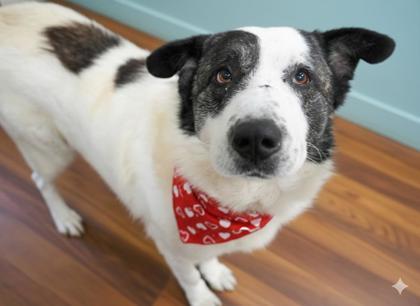Mike~ SPONSORED!, Adoptable, Adult Male Saint Bernard & Mixed Breed.
