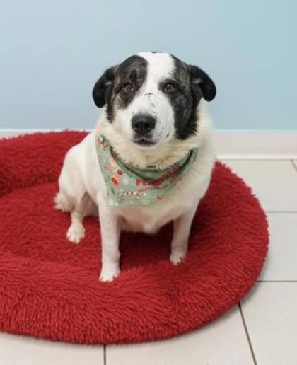 Enlarge Mike, a Adoptable mixed breed in Bowling Green, KY image 3/3