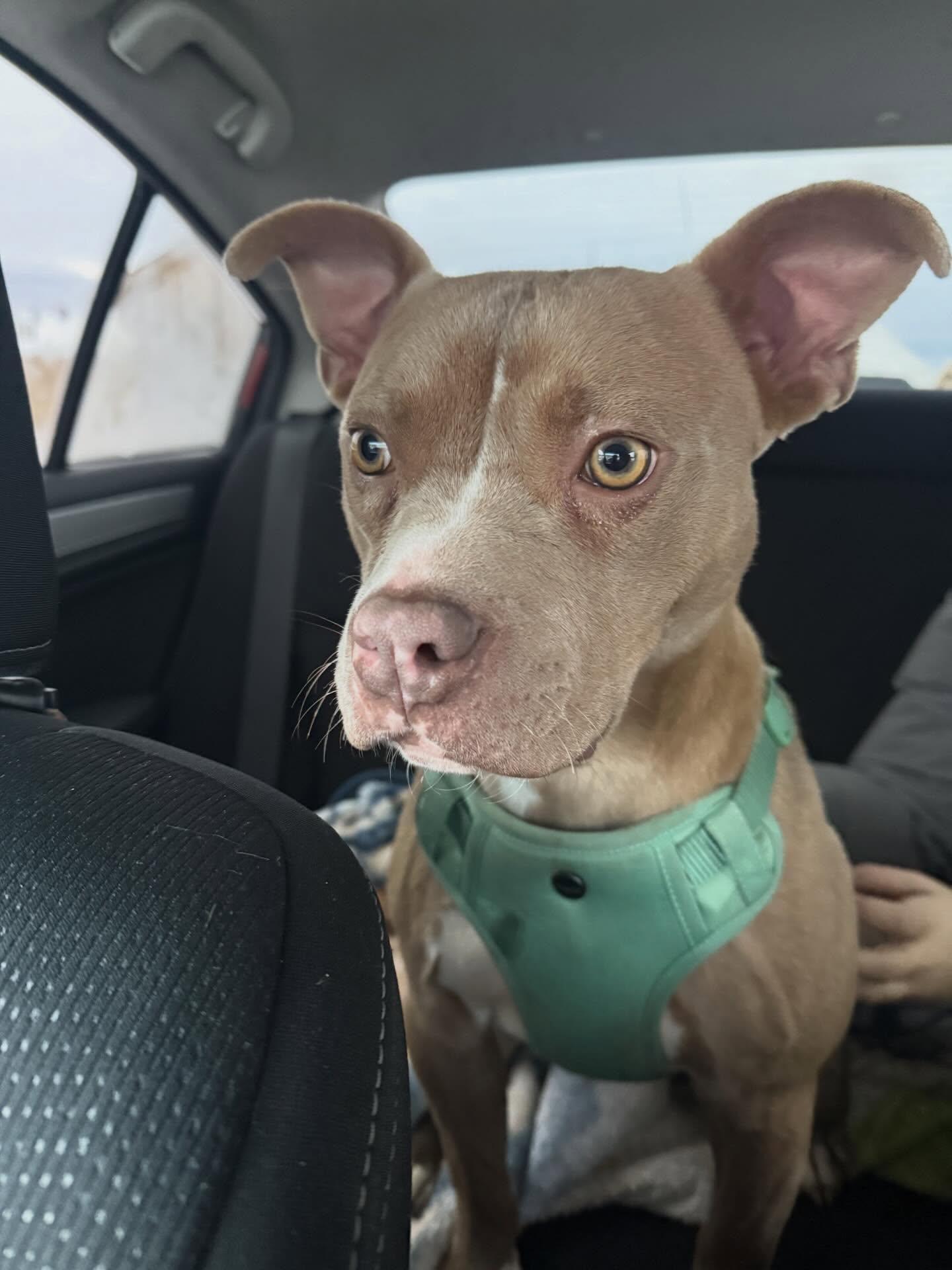 Daisy, ADOPTABLE, Adult Female Mixed Breed.