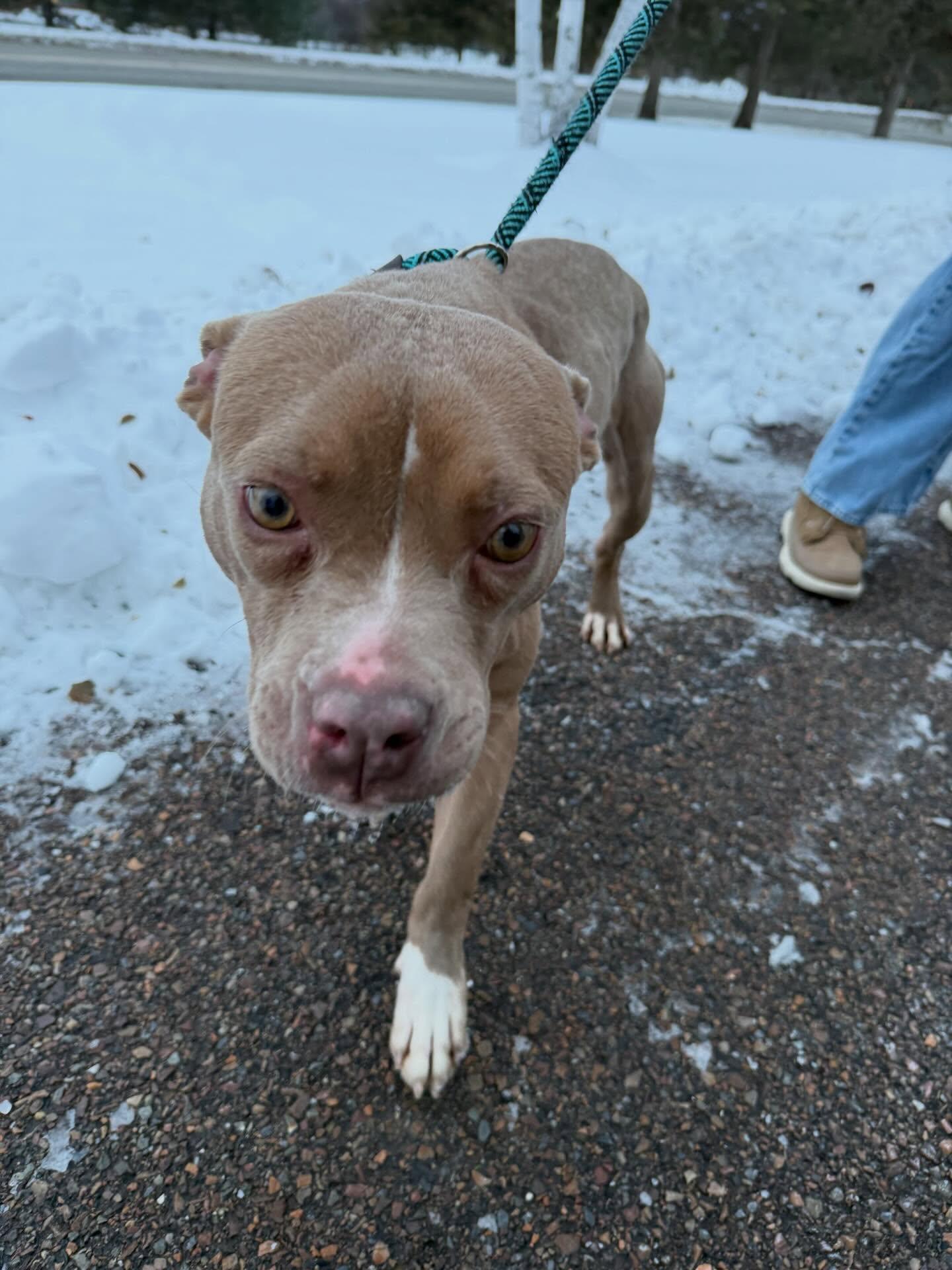Daisy, a ADOPTABLE Mixed Breed in St. Albans, VT image 2/3