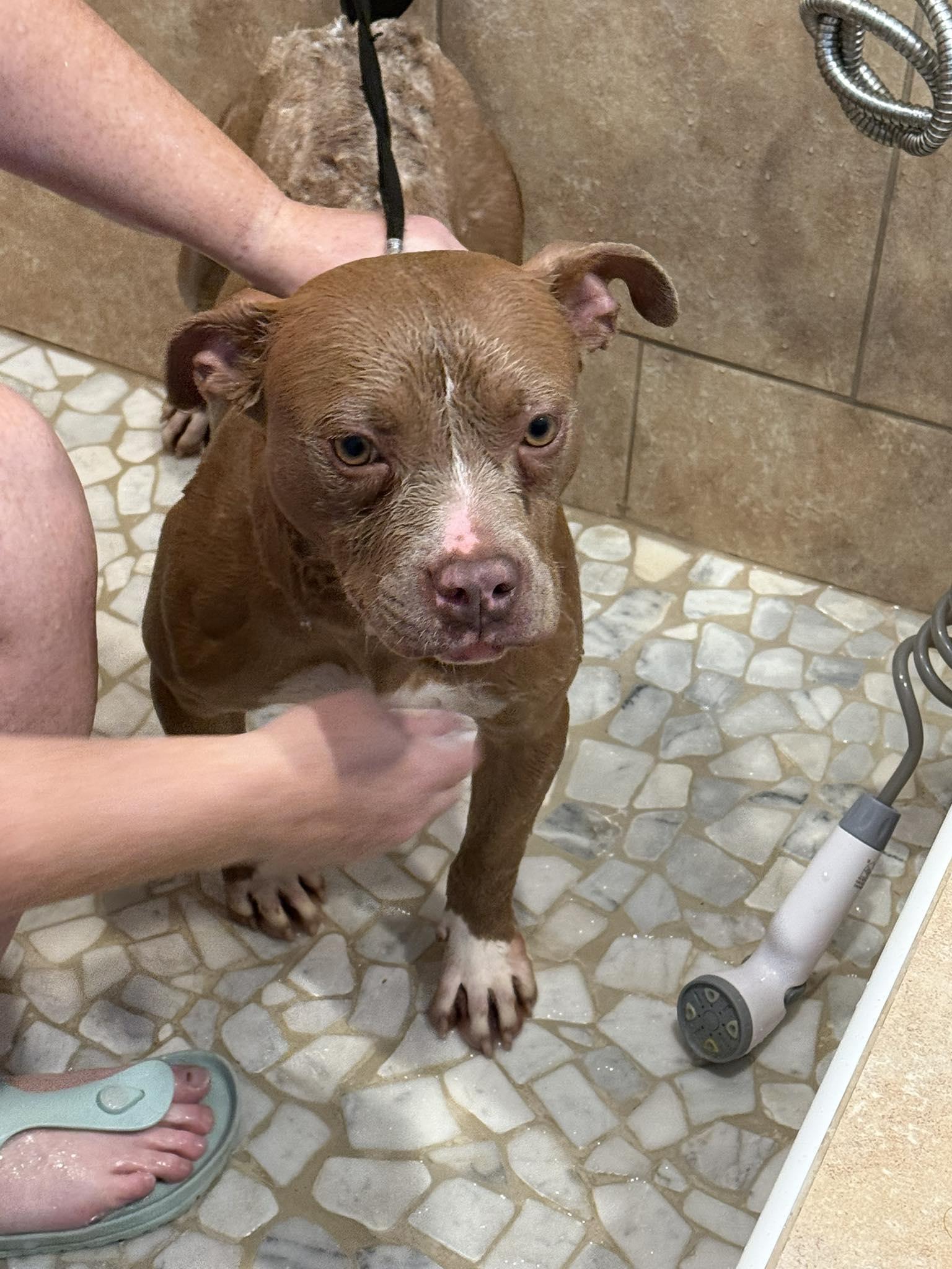 Daisy, a ADOPTABLE Mixed Breed in St. Albans, VT image 3/3