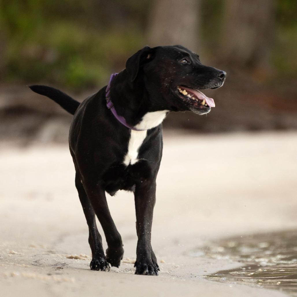 Chloe, Adoptable, Senior Female Black Labrador Retriever & Mixed Breed.