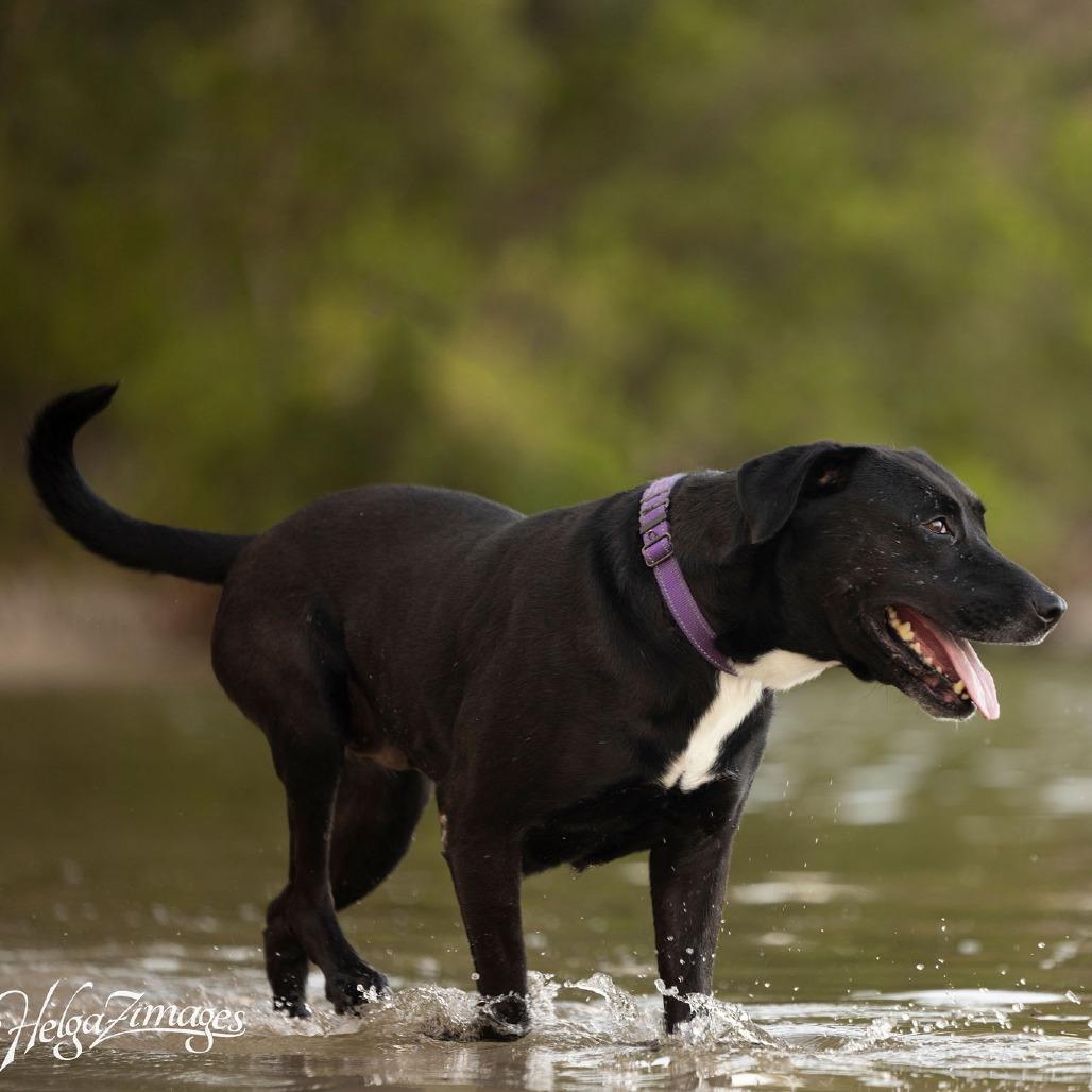 Enlarge Chloe, a Adoptable mixed breed in Tampa, FL image 2/6