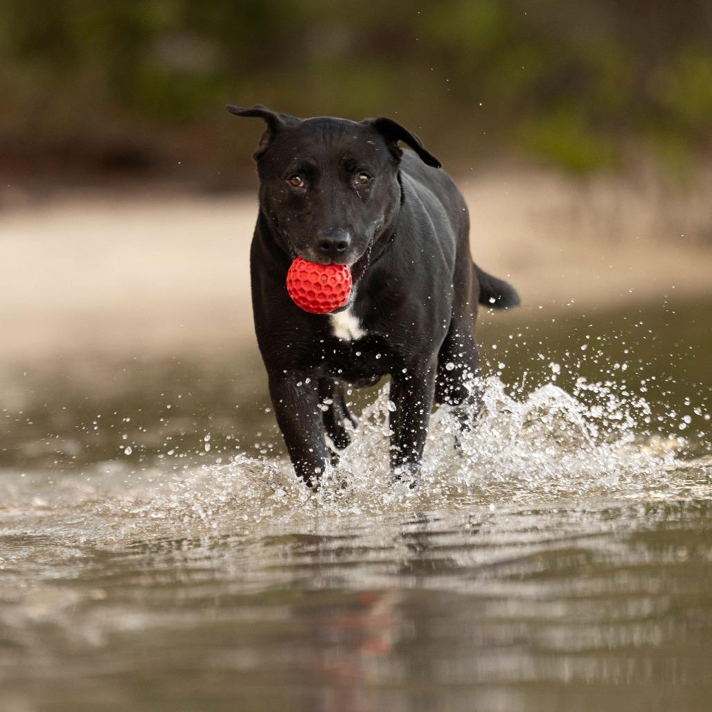 Enlarge Chloe, a Adoptable mixed breed in Tampa, FL image 3/6