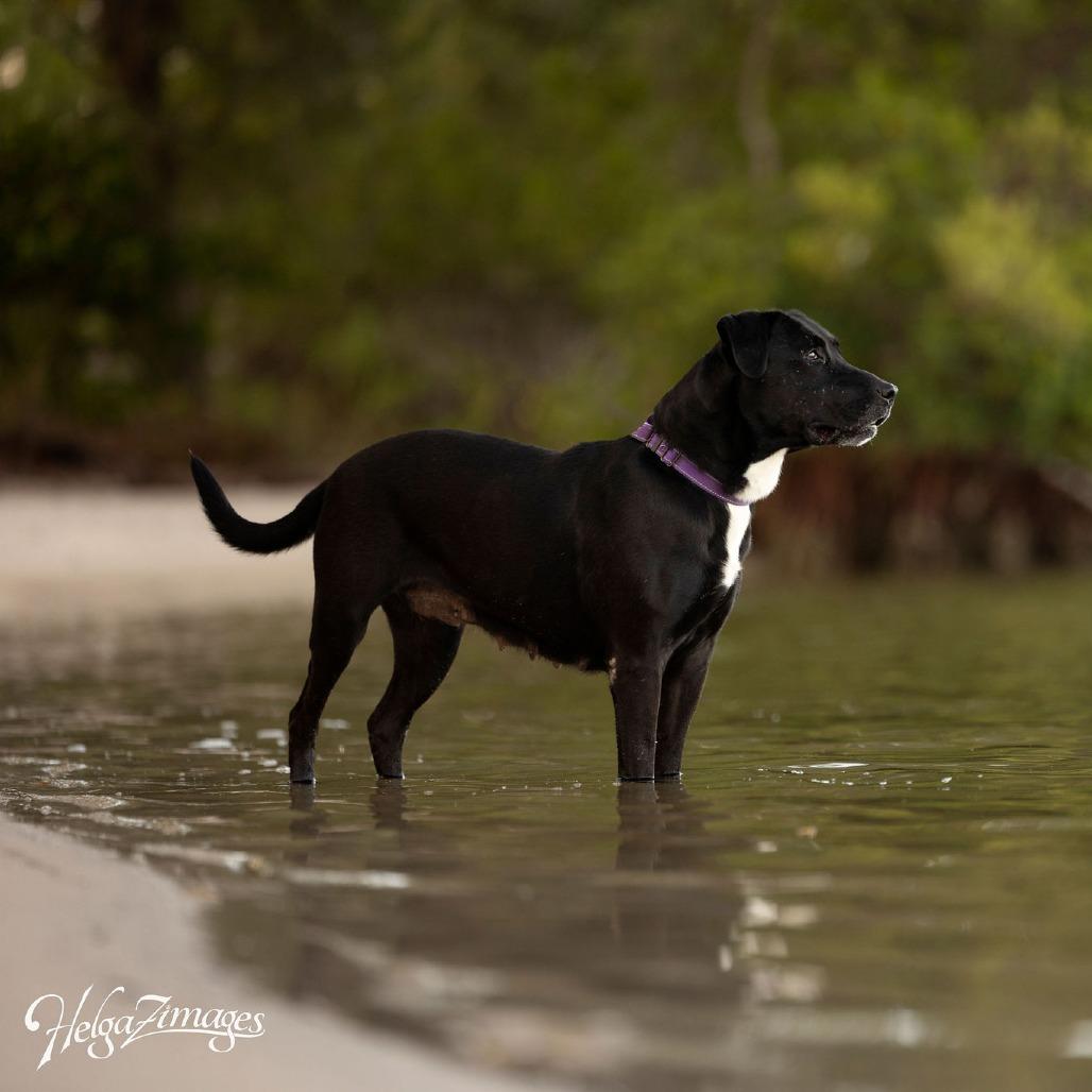 Enlarge Chloe, a Adoptable mixed breed in Tampa, FL image 4/6