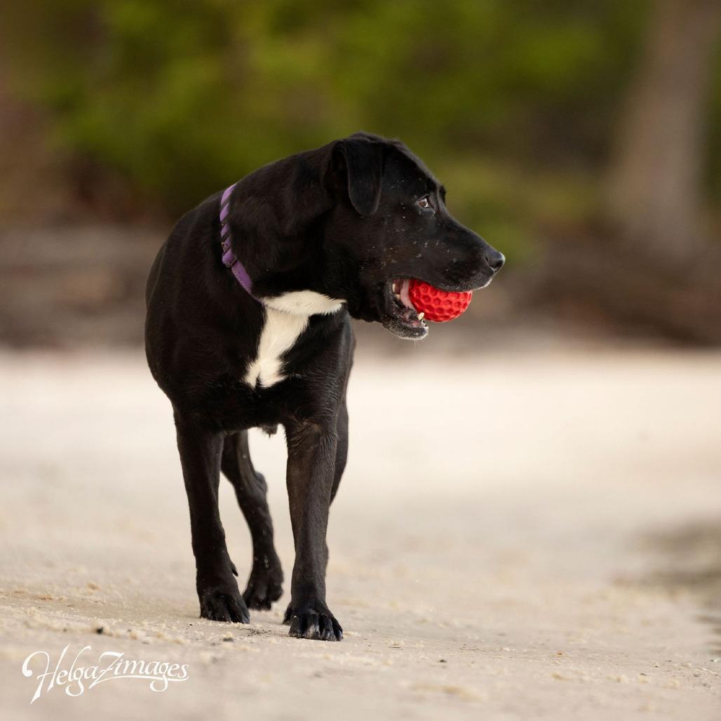 Enlarge Chloe, a Adoptable mixed breed in Tampa, FL image 5/6