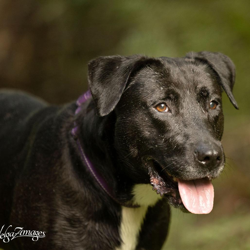 Enlarge Chloe, a Adoptable mixed breed in Tampa, FL image 6/6