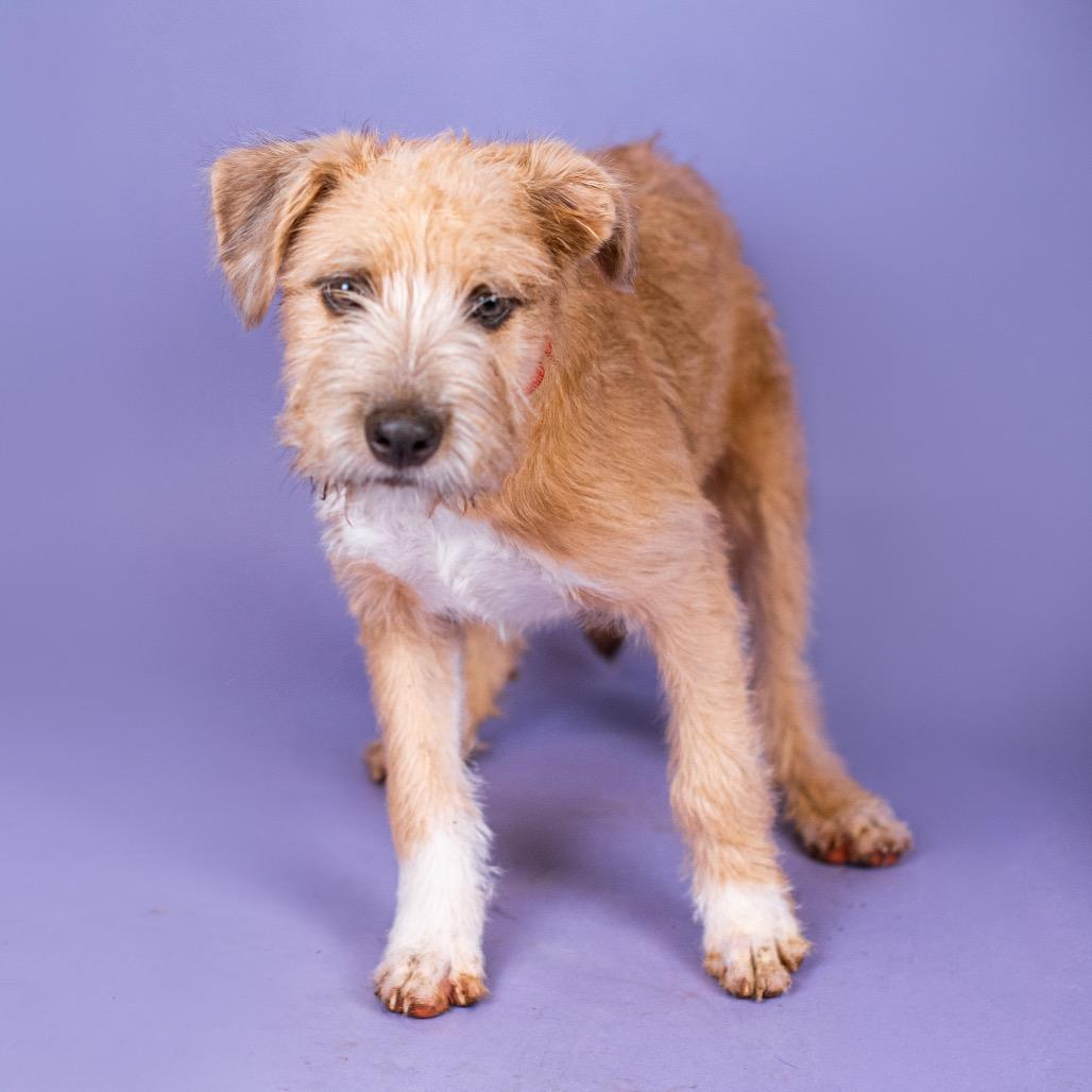 Pita, Adoptable, Young Female Terrier & Wirehaired Terrier.