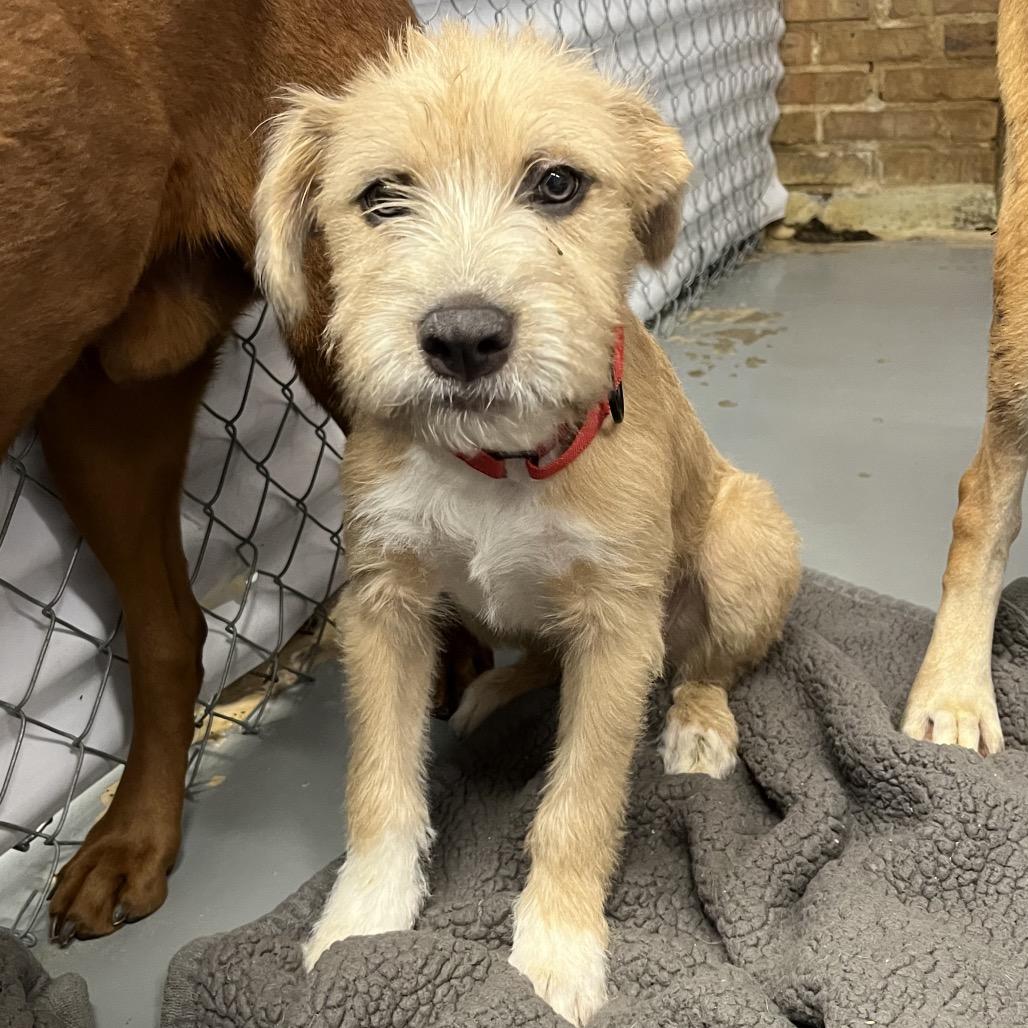 Enlarge Pita, a Adoptable mixed breed in Northbrook, IL image 2/2