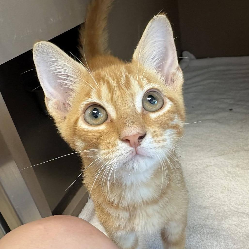 Ray Ray, Adoptable, Kitten Male Domestic Short Hair.
