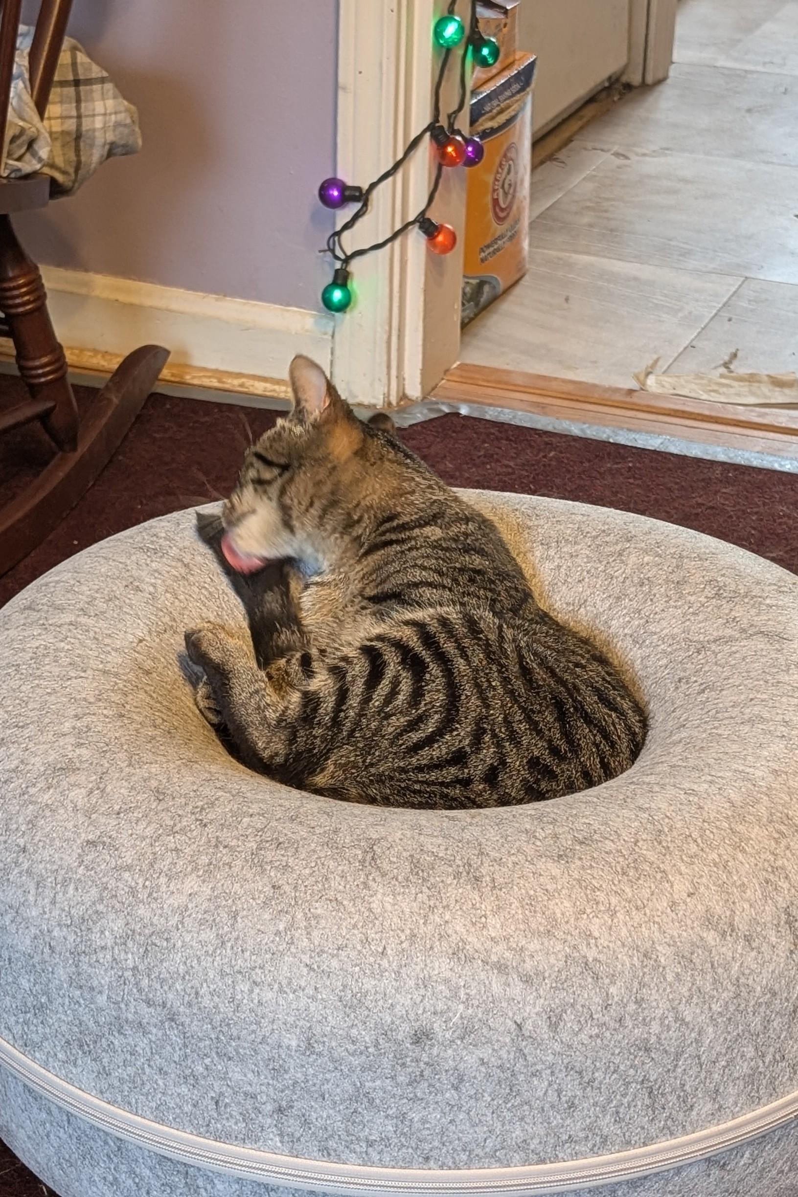 Enlarge Kurt, a Adoptable American Shorthair in Morgantown, WV image 3/6