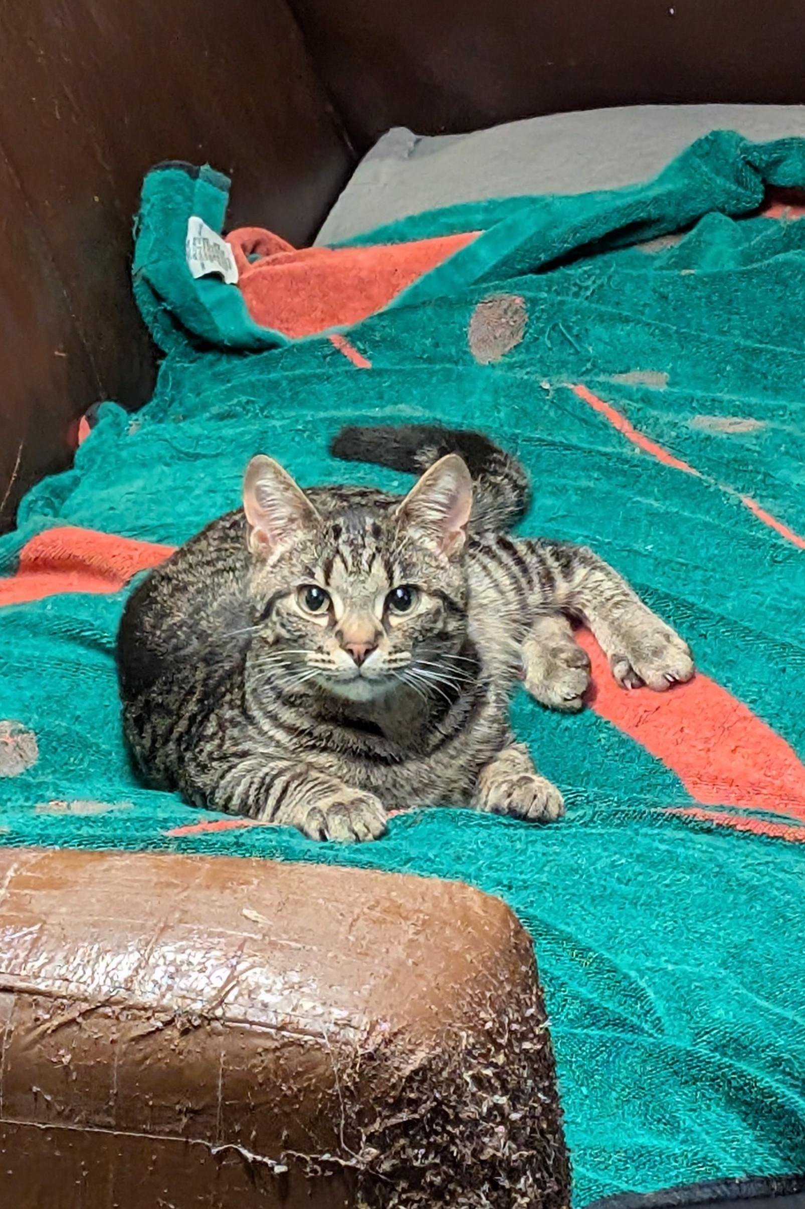 Enlarge Kurt, a Adoptable American Shorthair in Morgantown, WV image 4/6