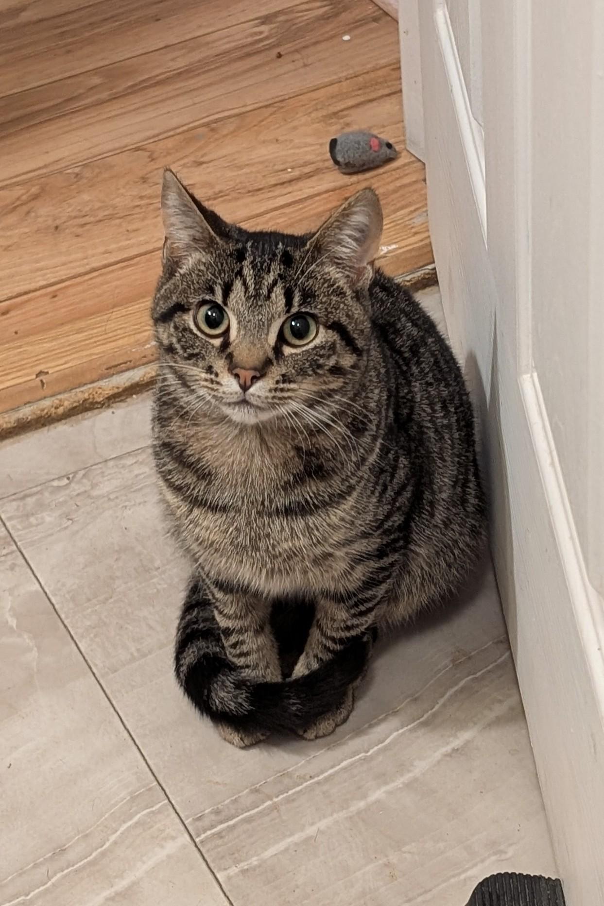 Enlarge Kurt, a Adoptable American Shorthair in Morgantown, WV image 1/6