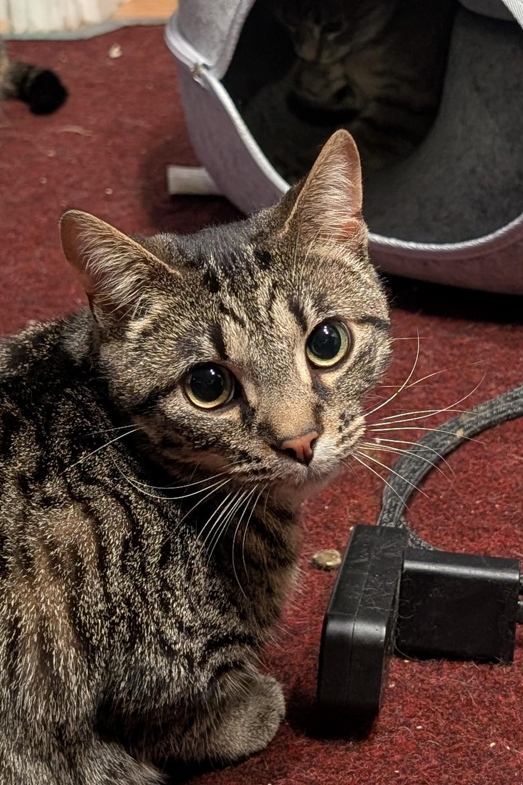 Enlarge Kurt, a Adoptable American Shorthair in Morgantown, WV image 2/6